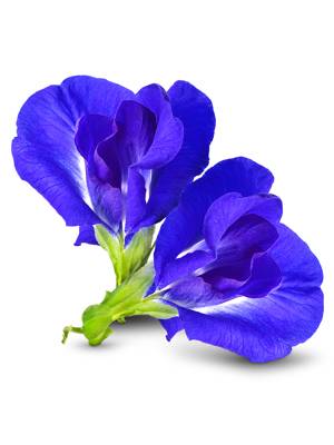 Photo of blue ternatea or butterfly pea flower