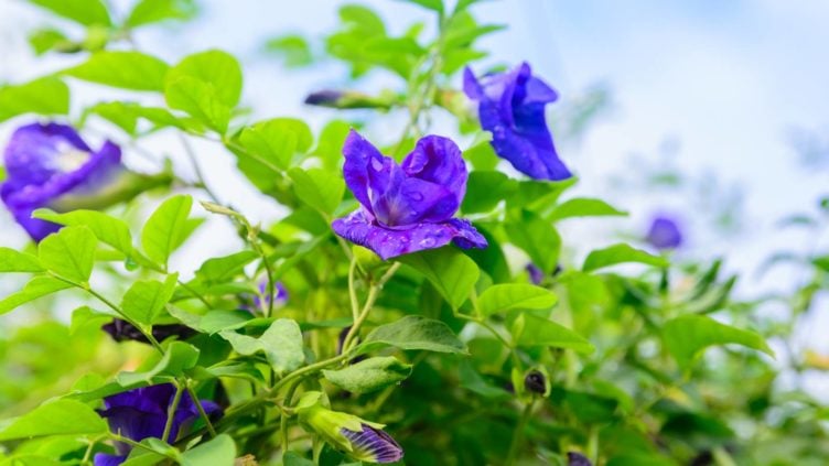 Butterfly Pea Flower growing naturally