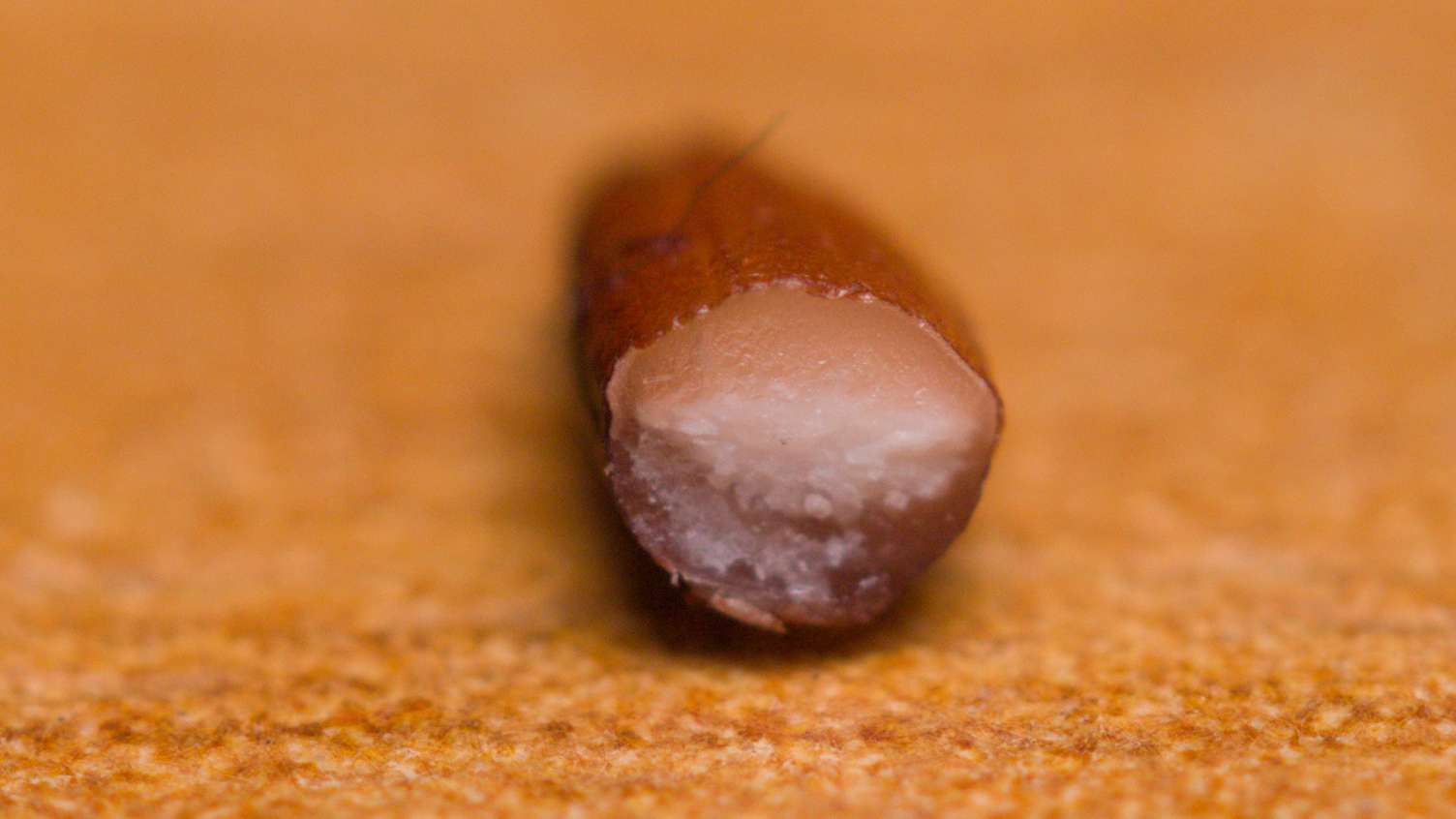 Macro photo of a single grain of brown jasmine rice cut in half to show