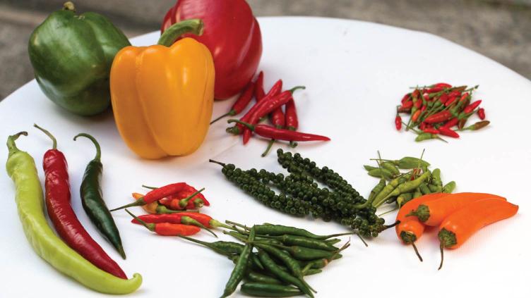 Mild Chili Peppers & Suitable Substitutions photo of various chilis you might need to substitute