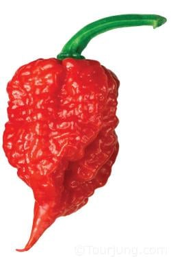 Hot Chili Peppers & Suitable Substitutions Photo of teh insanely hot Carolina Reaper