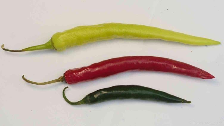 Types of Thai Chili & Thai Chili Pepper Substitutes photo of Prik Num, Red & Green Prik Chi Fah