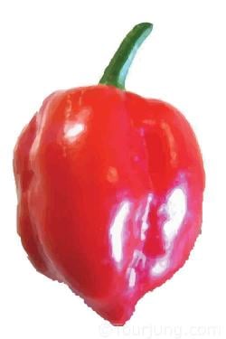 Hot Chili Peppers & Suitable Substitutions Photo of the Red Savina Chili