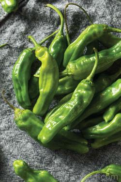 Mild Chili Peppers & Suitable Substitutions Photo of the Shishito Chili Pepper