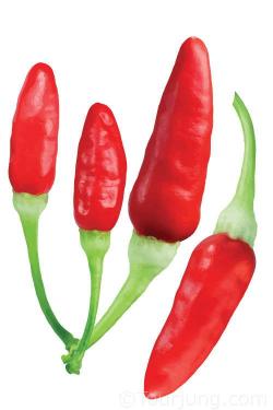 Photo of the tabasco chili pepper