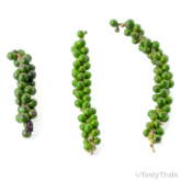 Generic Product Image - Green Peppercorns