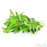 Generic Product Image - Holy Basil