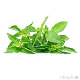 Generic Product Image - Lemon basil