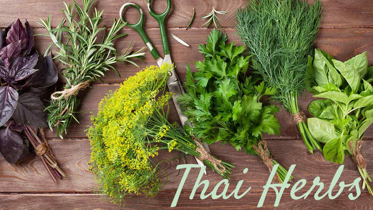 herbs thailand