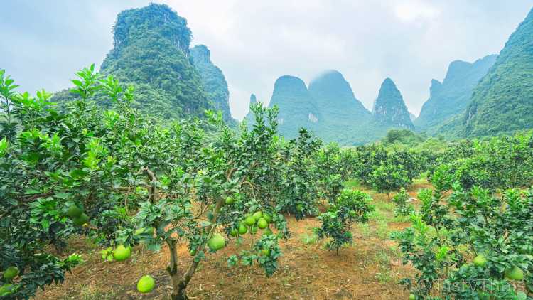 Pomelo fruit growing on pomelo trees in a beautiful location